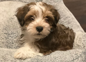 Havanese Puppy