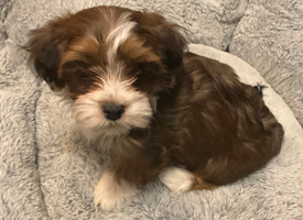 Havanese Puppy