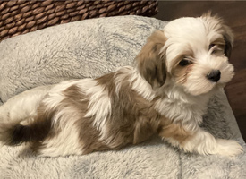 Havanese Puppy