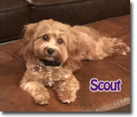 Scout - Red Havanese dog - female