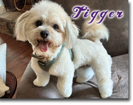 Piper - Havanese Puppies
