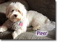 Piper - Havanese Puppies